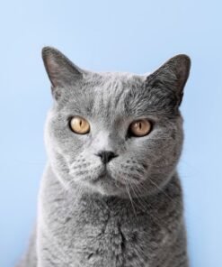 Alimento Para Gato